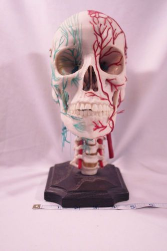 Human Skull, Anatomical, Medical Model on Stand, aprox. 2/3 scale