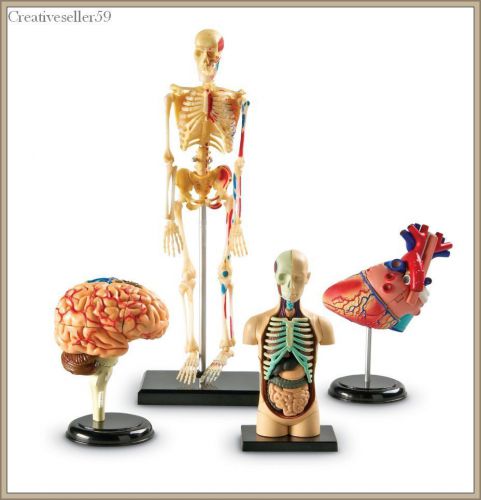 Human Body 4 Model Set  Anatomy Skeleton Brain Heart Leaning Teaching Student