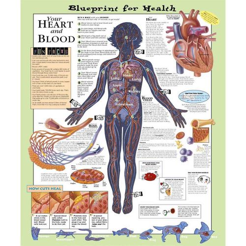 YOUR HEART AND BLOOD (AGES 8-12), LAMINATED ANATOMICAL CHART, 20 X 26
