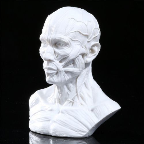 White Human Model Anatomy Skull Head Muscle Bone Medical Artist Drawing School