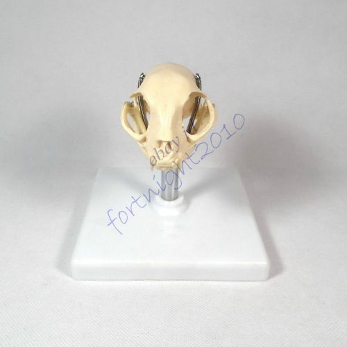 RS Feline cat Skull model Anatomy jaw teeth Veterinary anatomy display education