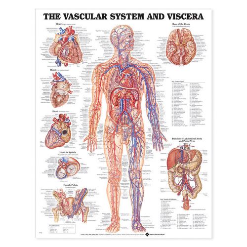 The Vascular System and Viscera * Anatomy Poster * Anatomical Chart Company