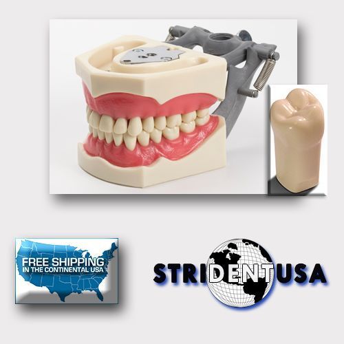 DENTAL TYPODONT 860 PLUS BONUS 5 TEETH (#36) FITS COLUMBIA BRAND TEETH