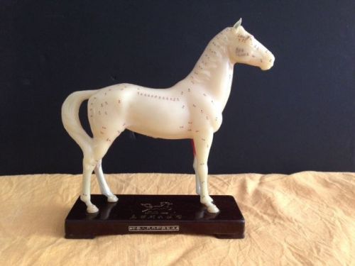 Model Anatomy Professional Medical Veterinary Acupuncture Horse