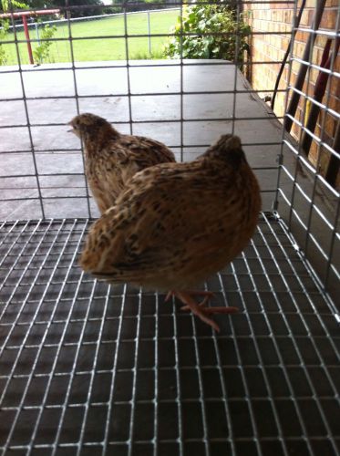 12 + Golden Speckled Quail Hatching Eggs NPIP