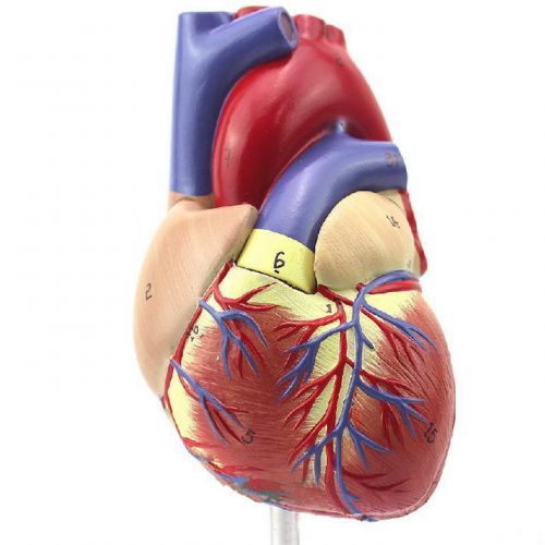 Anatomical Human Life Size Heart Model - Medical Cardiovascular Anatomy) XG