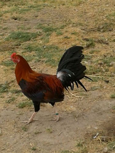 Gamefowl hatching eggs 1babySTAG4monthsOLD