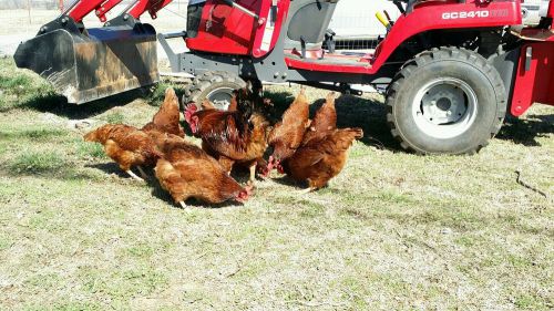10+3 Heritage Rhode Island Red Chicken Fertile Hatching Eggs NPIP Oklahoma #3383