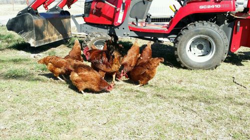 10+3 Heritage Rhode Island Red Chicken Fertile Hatching Eggs NPIP Oklahoma #3383