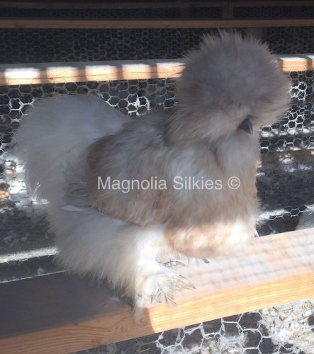 6 Blue Cream Silkie Hatching Eggs - Show/Breeder Quality Stock