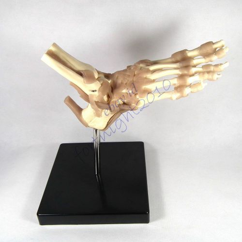 RS Foot Ankle Joint Functional Anatomical Model display teaching demonstation