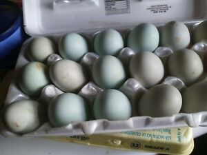 12 Americana Hatching Eggs