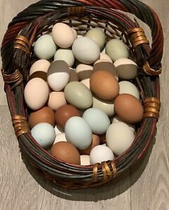 Dark Brown Hatching Eggs