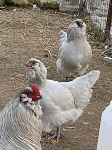 6 Fertile Leghorn/Lavender Ameraucana Mix Fertile Hatching Eggs (NPIP Certified)