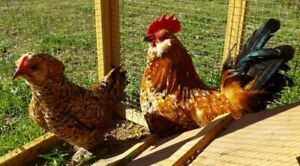 2 Belgium Mille Fleur D&#039;Uccle Chicken Hatching EGGS