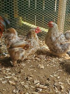 12+ Fertile Bantam Cochin eggs mille/calico/silkied/splash/partridge/frizzle