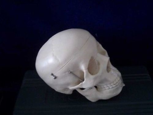 HUMAN ANATOMICAL MODEL SKULL FULLY DISSECTED FOR MEDICAL/DENTAL STUDY