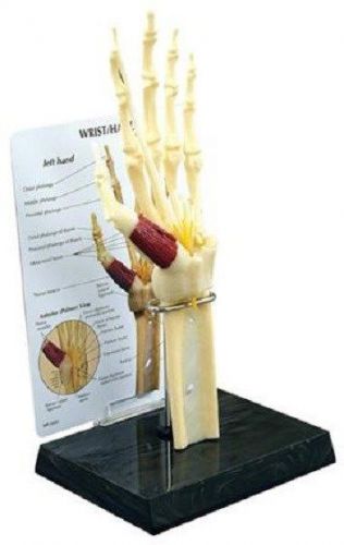 New anatomical hand &amp; wrist joint model wow! for sale