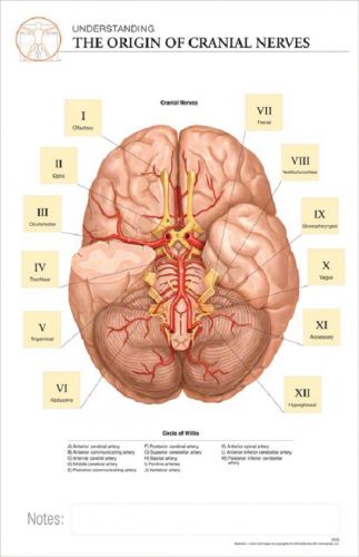 11x17 post-it anatomical chart: cranial nerves for sale
