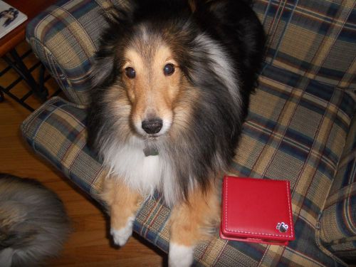 4 SHELTIE RESCUE RED NOTE BOX HOLDER WITH PAW PRINT  PLAIN NOTE PAPER