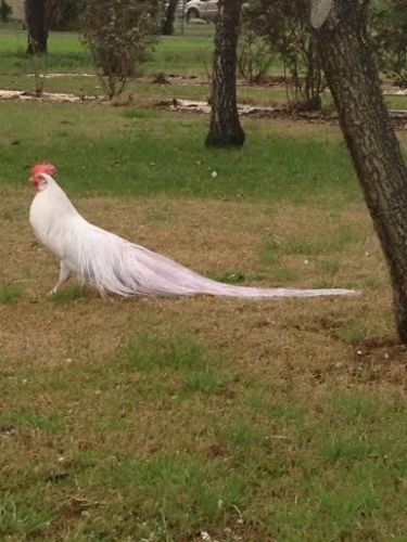 6+ Onagadori % Hatching Eggs! cuckoo partridge silkie bantam polish orpington