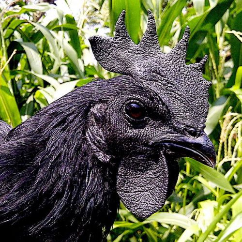 20+ PURE AYAM CEMANI FERTILE HATCHING EGGS