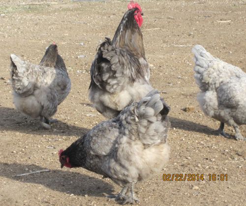 6+ Blue Orpington mix Chicken hatching eggs for sale!
