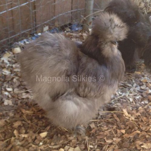 12 Silkie Hatching Eggs - Show Quality Stock