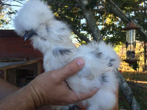 Paint Silkie Hatching Eggs