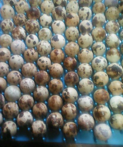 Corturnix Pharaoh quail xld1 hatching eggs ++100