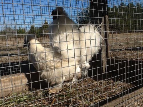 24 Mixture of hatching chicken eggs (up to 6 duck eggs if we still have some)