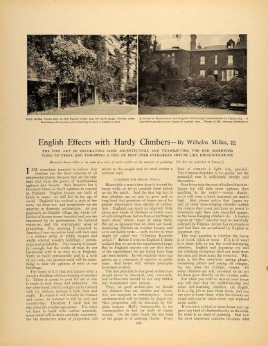 1909 Article English Climbing Roses Walls Ivy Evergreen - ORIGINAL GM1