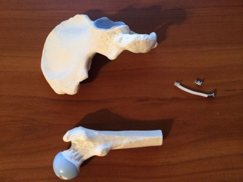 3b scientific a84 mini hip joint model  6.5&#034; x 3.3&#034; x 3.5&#034; for sale