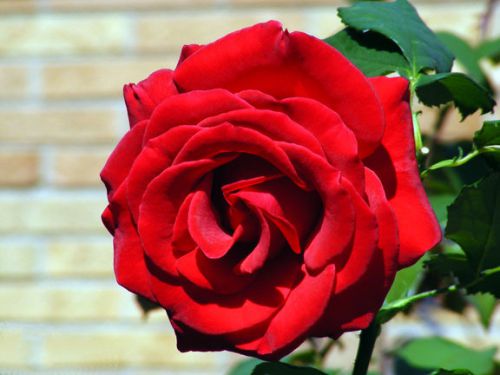 Fresh Rare &#034;Large Red&#034; Rose (10 Seeds) Beautiful Roses, Winter Hardy, WOW, L@@K!