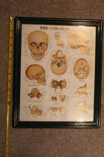 The human skull, illus. framed wall chart plaque,doctor&#039;s office,12.5&#034;x15.5&#034; for sale