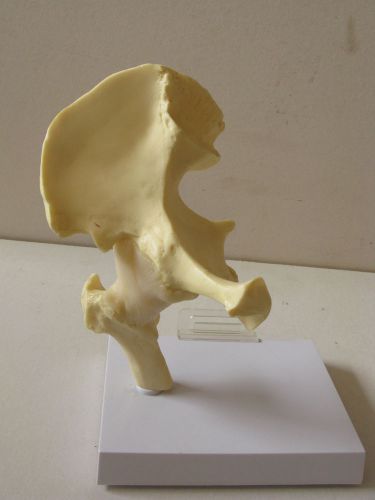 Medical model Hip Joint Nice Condition on Stand