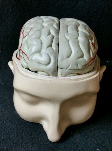 Vintage Nystrom Anatomical Model Human Head and Brain