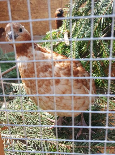 10 Rare Orange/Red/Red Dilute Bobwhite Quail Hatching Eggs