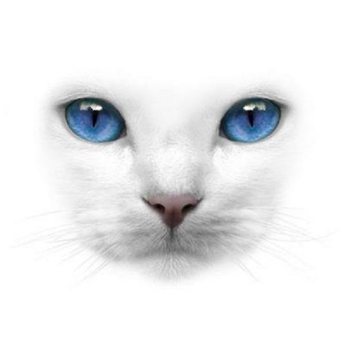 Blue eyes white cat heat press transfer print for t shirt sweatshirt fabric 275h for sale