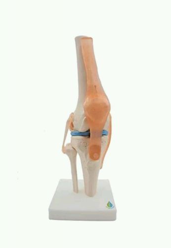 Kouber Anatomical Medical Knee Joint with Ligaments Model,Life Size