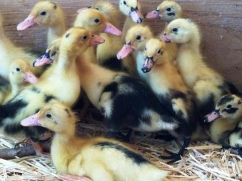 5+ Fertile ANCONA Duck Hatching Eggs