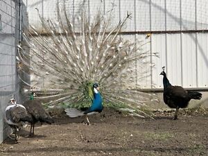 2 opal/silver/pied/purple peacock hatching eggs