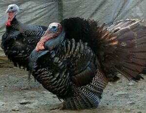 12 Eastern Wild Turkey Hatching Eggs