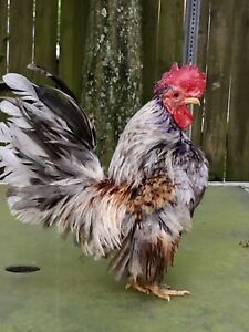 5+ Hatching Eggs American Malaysian Serama- From The Original Imports.