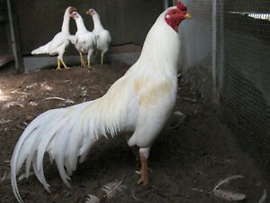 12  WHITE &#034;WAHL&#034; ASIL HATCHING EGGS *** FRESH FERTILE*** ORIENTAL EXOTIC EGGS