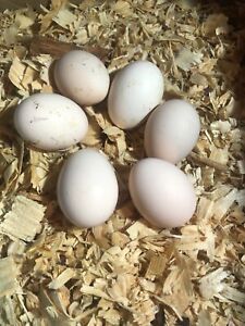 SILKIE / Bantam Cochin Hatching Eggs Six (6)