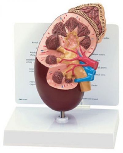 NEW Anatomical Human Kidney Nephrology Model