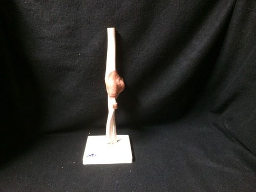 3B Scientific - A83 Functional Elbow Joint Anatomical Model (A 83)