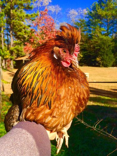 8+ Altsteirer Hatching Eggs RARE!! 2nd Time Offering!!! Critically Endangered!