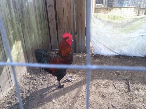 12++ French Copper Marans Hatching Eggs